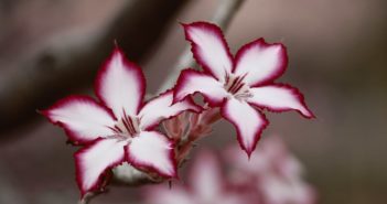 Es-tu stressée ? Ceci est pour toi ma soeur (1)