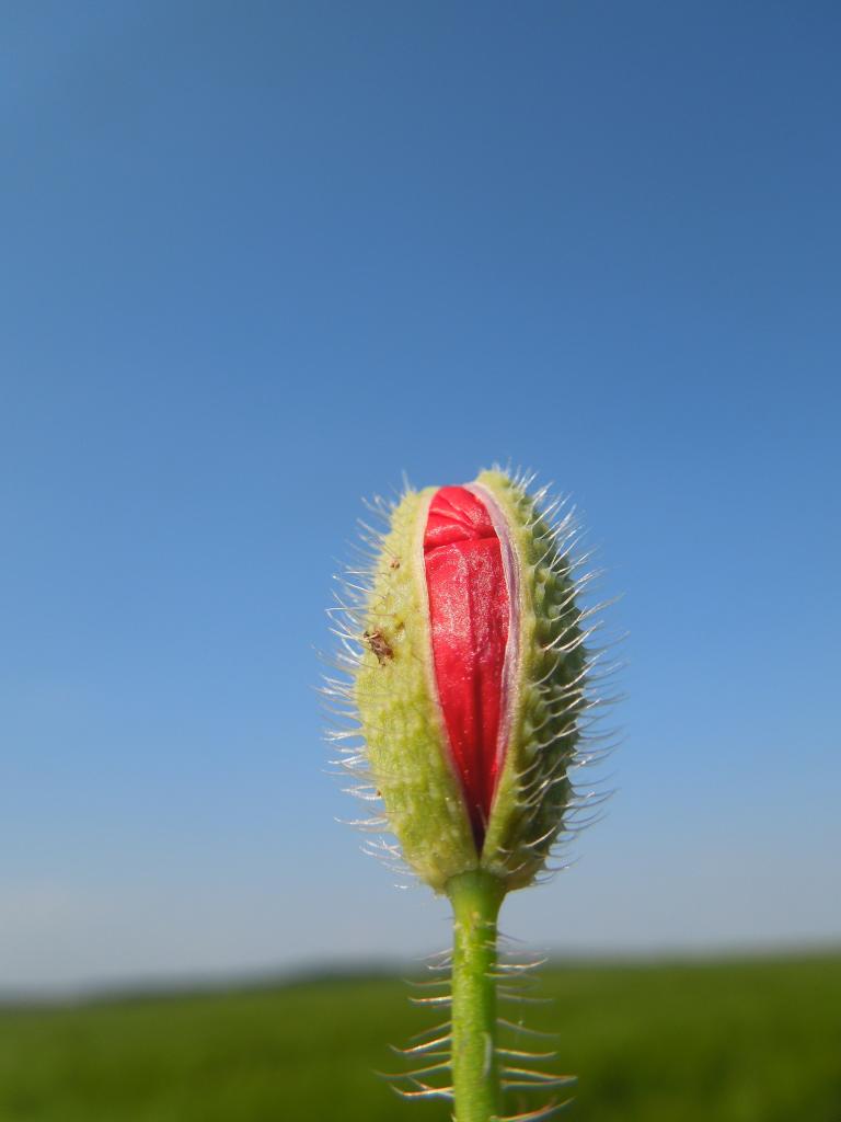 bourgeon-de-coquelicot