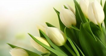 Conseils aux belles-filles (2)